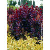 COTINUS coggygria ROYAL PURPLE (Arbre à perruque)