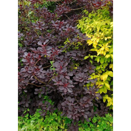 COTINUS coggygria ROYAL PURPLE (Arbre à perruque)