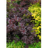 COTINUS coggygria ROYAL PURPLE (Arbre à perruque)