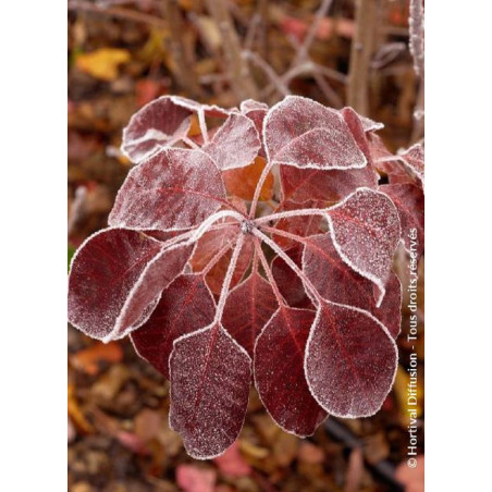 COTINUS coggygria ROYAL PURPLE (Arbre à perruque)