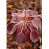 COTINUS coggygria ROYAL PURPLE (Arbre à perruque)