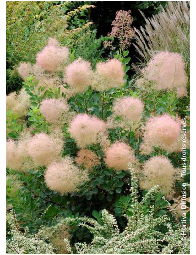 COTINUS coggygria YOUNG LADY cov (Arbre à perruque)