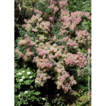 COTINUS coggygria (Arbre à perruque)