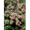 COTINUS coggygria (Arbre à perruque)