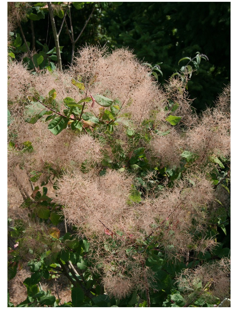 COTINUS coggygria (Arbre à perruque)