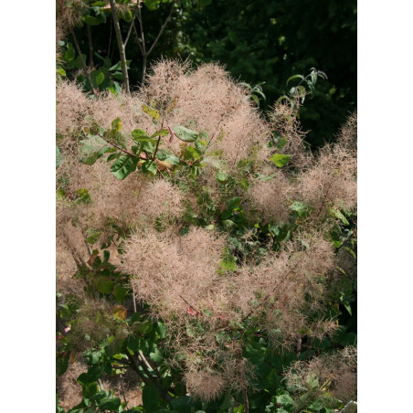 COTINUS coggygria (Arbre à perruque)