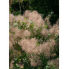 COTINUS coggygria (Arbre à perruque)