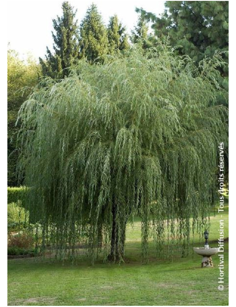 SALIX sepulcralis TRISTIS (Saule pleureur)