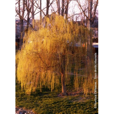 SALIX sepulcralis TRISTIS (Saule pleureur)