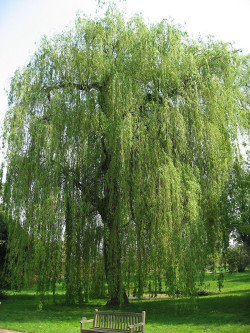 SALIX sepulcralis TRISTIS