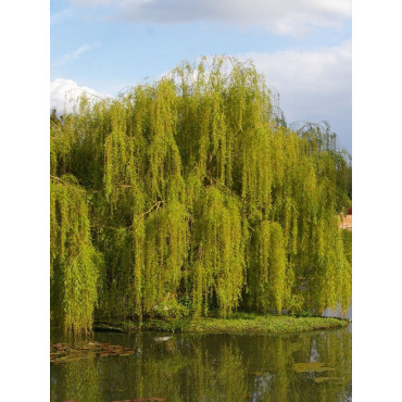 SALIX sepulcralis TRISTIS (Saule pleureur)