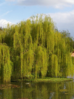 SALIX sepulcralis TRISTIS