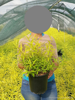 SALIX udensis GOLDEN SUNSHINE En pot de 4-5 litres