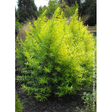 SALIX udensis GOLDEN SUNSHINE cov (Saule de Sakhaline Golden Sunshine)