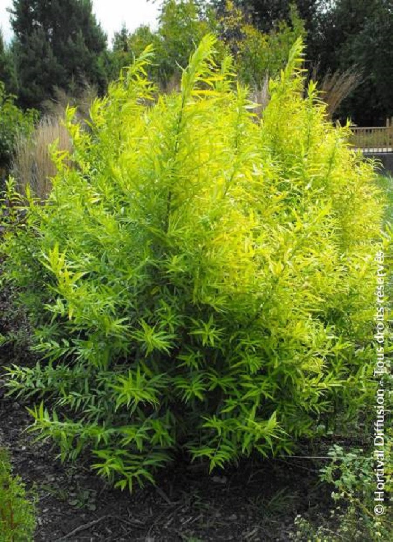SALIX udensis GOLDEN SUNSHINE