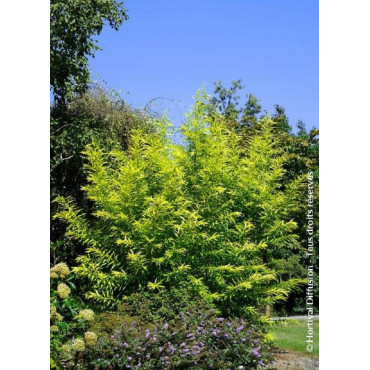 SALIX udensis GOLDEN SUNSHINE cov (Saule de Sakhaline Golden Sunshine)