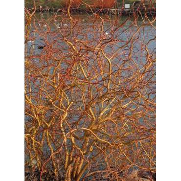 SALIX sepulcralis ERYTHROFLEXUOSA (Saule tortueux)