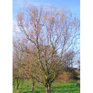 SALIX sepulcralis ERYTHROFLEXUOSA (Saule tortueux)