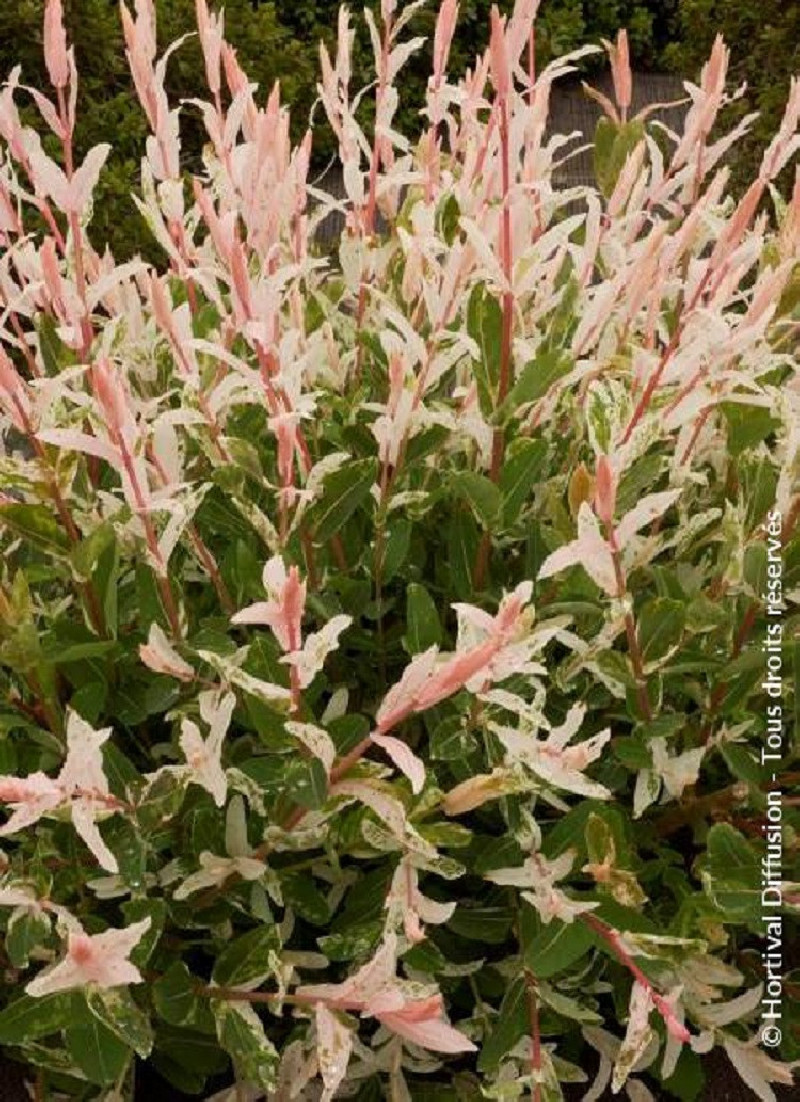 SALIX integra HAKURO-NISHIKI