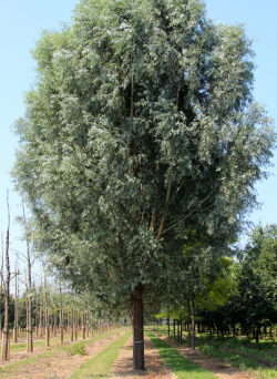 SALIX alba