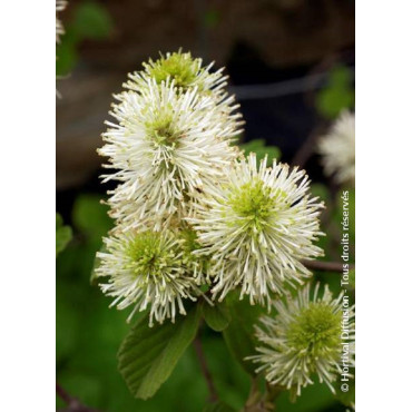 FOTHERGILLA major (Grand fothergilla)