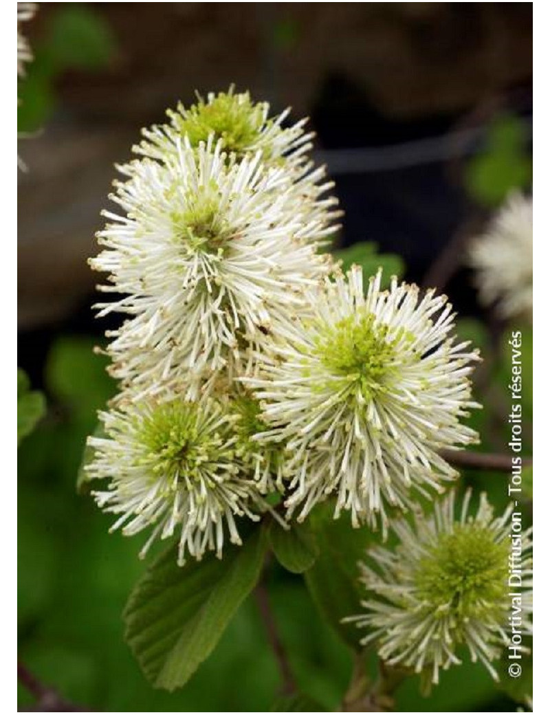 FOTHERGILLA major (Grand fothergilla)