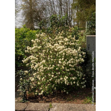 FOTHERGILLA major (Grand fothergilla)