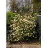 FOTHERGILLA major (Grand fothergilla)