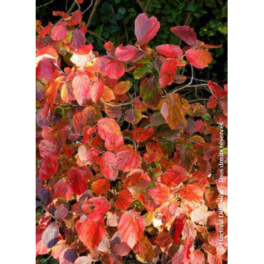 FOTHERGILLA major (Grand fothergilla)