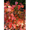 FOTHERGILLA major (Grand fothergilla)