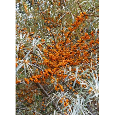 HIPPOPHAE rhamnoides (Argousier)