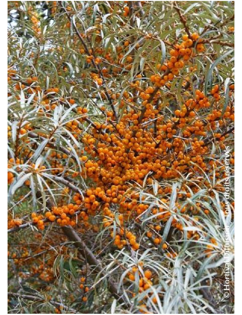 HIPPOPHAE rhamnoides (Argousier)