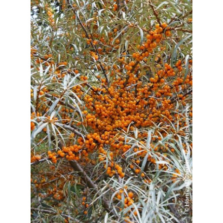 HIPPOPHAE rhamnoides (Argousier)