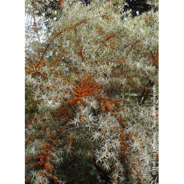 HIPPOPHAE rhamnoides (Argousier)