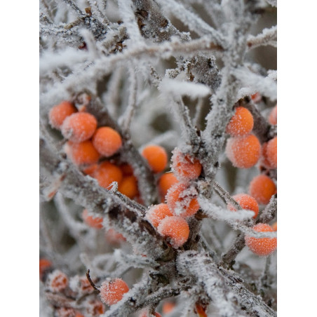 HIPPOPHAE rhamnoides (Argousier)