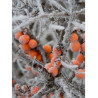 HIPPOPHAE rhamnoides