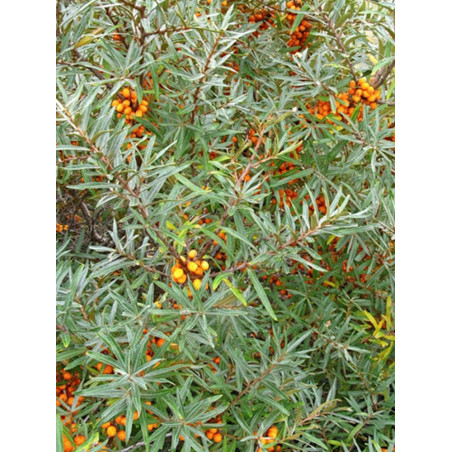 HIPPOPHAE rhamnoides (Argousier)