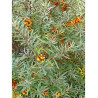 HIPPOPHAE rhamnoides (Argousier)