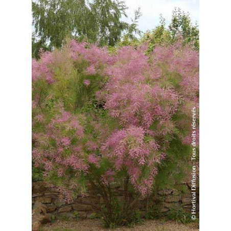 TAMARIX ramosissima (Tamaris d'été)