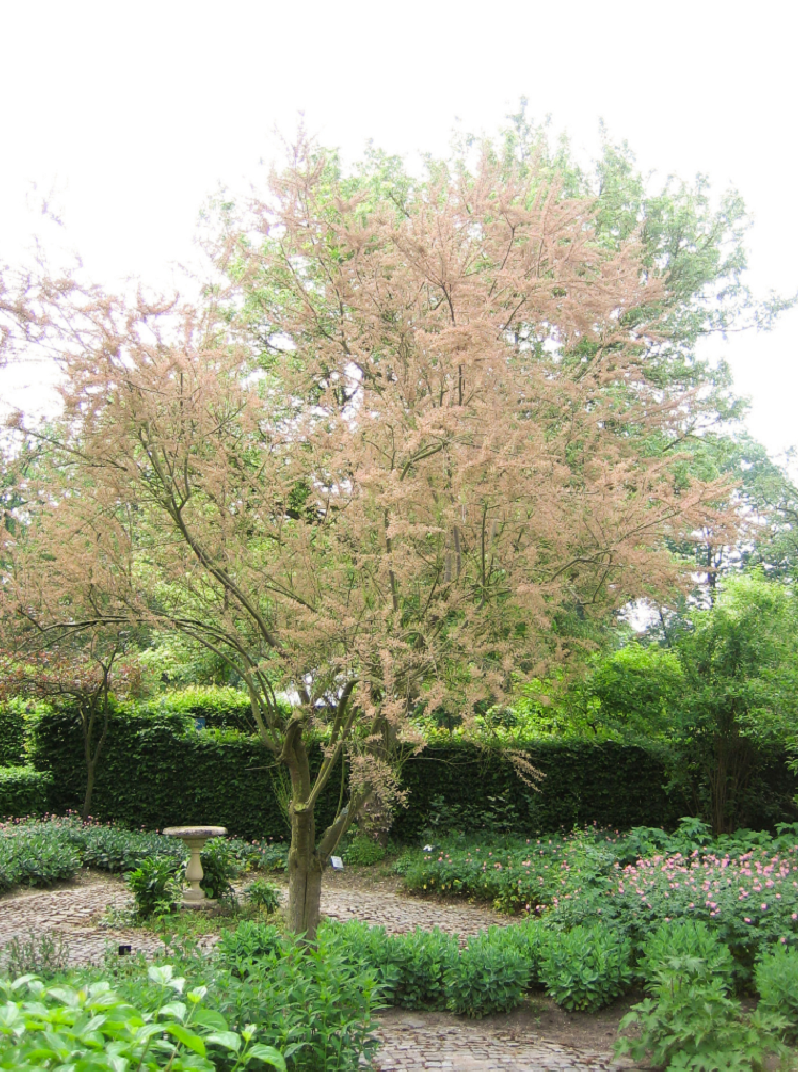 Tamarix Ramosissima 'Rubra' - Tamaris D'été Rouge - Conteneur 3 à 4 Litres