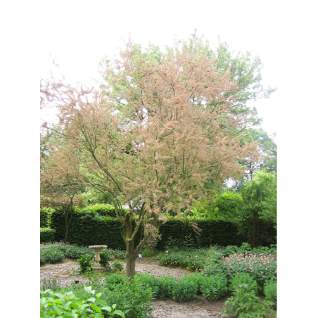 TAMARIX ramosissima (Tamaris d'été)