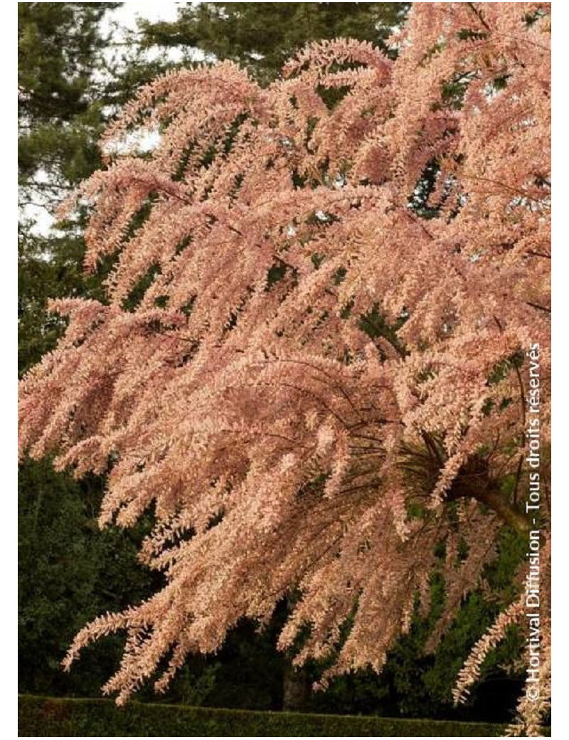 TAMARIX tetrandra (Tamaris de printemps)