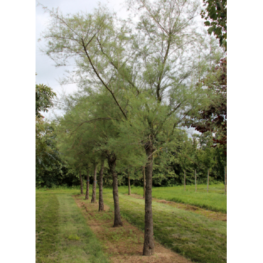 TAMARIX tetrandra (Tamaris de printemps)