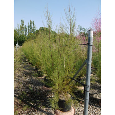 TAMARIX En pot de 15-20 litres forme buisson