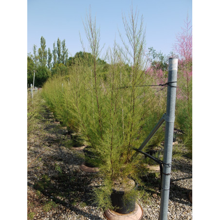TAMARIX ramosissima (Tamaris d'été)