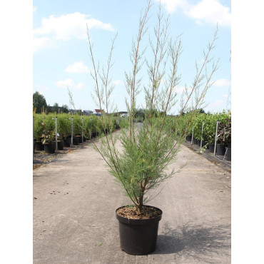 TAMARIX En pot de 10-12 litres forme buisson