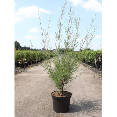 TAMARIX ramosissima (Tamaris d'été)