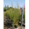 TAMARIX En pot de 15-20 litres forme buisson