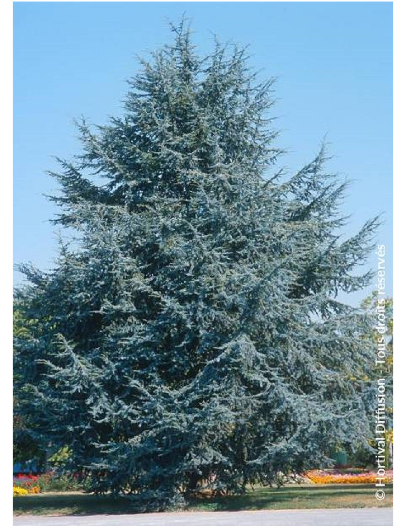 CEDRUS atlantica GLAUCA (Cèdre bleu de l'Atlas)