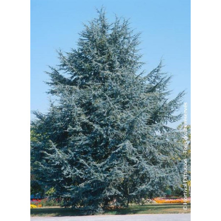 CEDRUS atlantica GLAUCA (Cèdre bleu de l'Atlas)